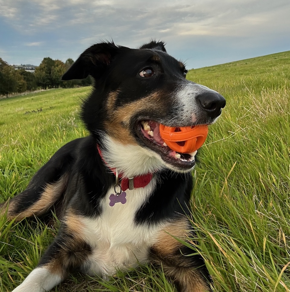 /posts/2025-06-01-toby.jpg /posts/2025-06-01-toby.jpg