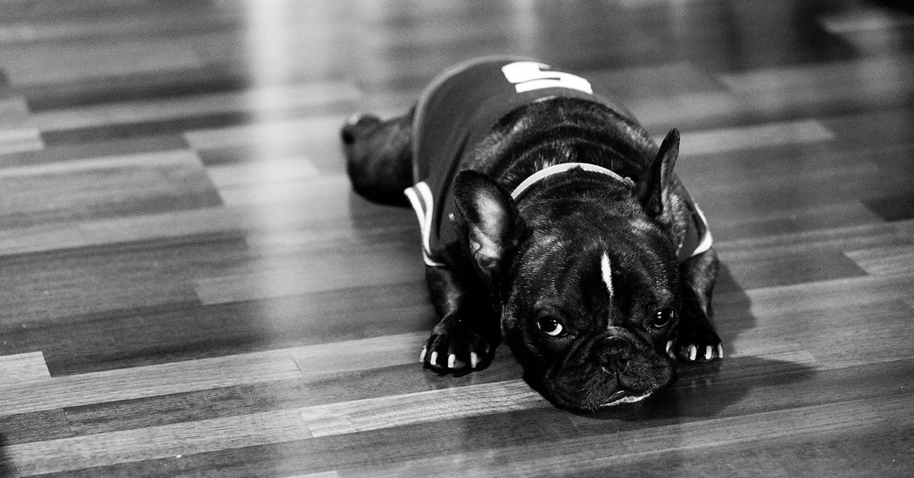 /posts/sad-bulldog.jpg /posts/sad-bulldog.jpg